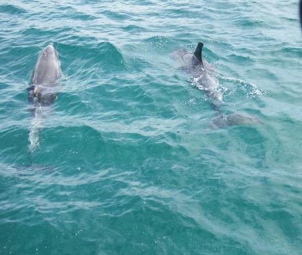 Great seeing dolphins close to 