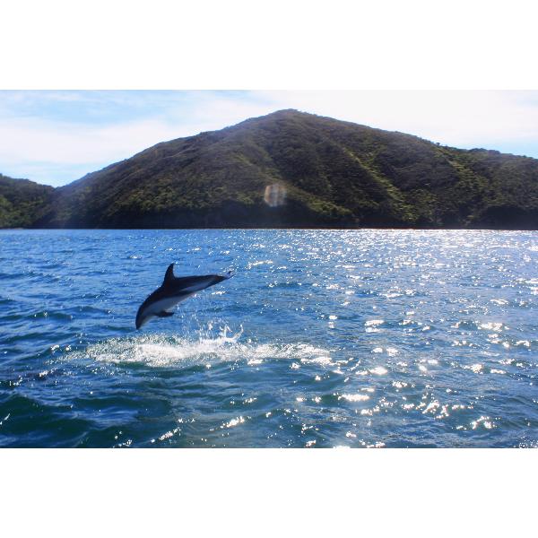 Dusky dolphin 