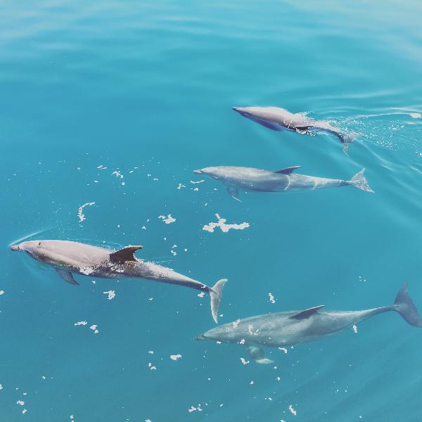 Dolphins