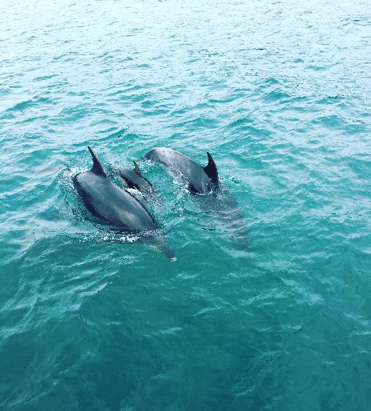 Amazing seeing dolphins in their natural habitat. 