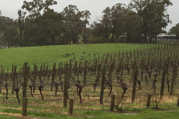Vineyard with Kangaroos