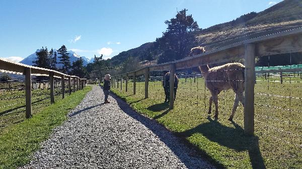 Best farm animal experience in NZ!