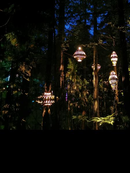 Redwoods Treewalk nightlights experience 
