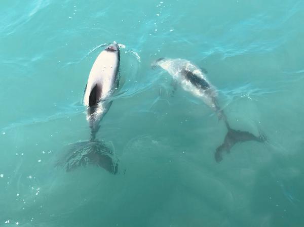 Hector dolphins!