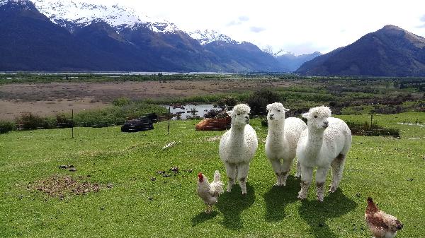 Beautiful scenery & alpacas!