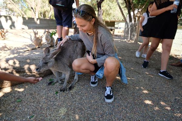 First time petting an kangaroo