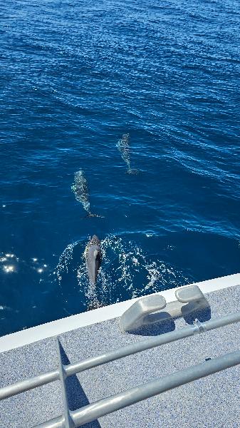 Dolphin Safari