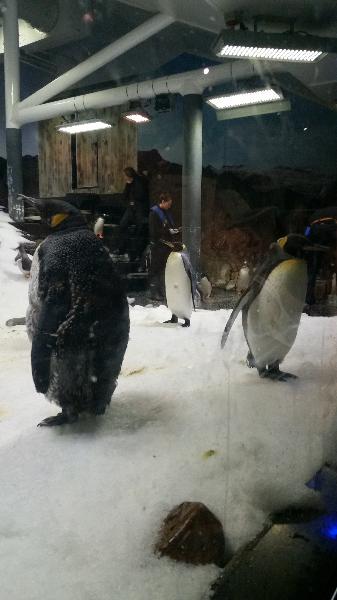 Penguin Expedition 