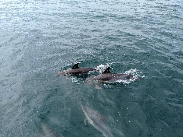 Lovely dolphins