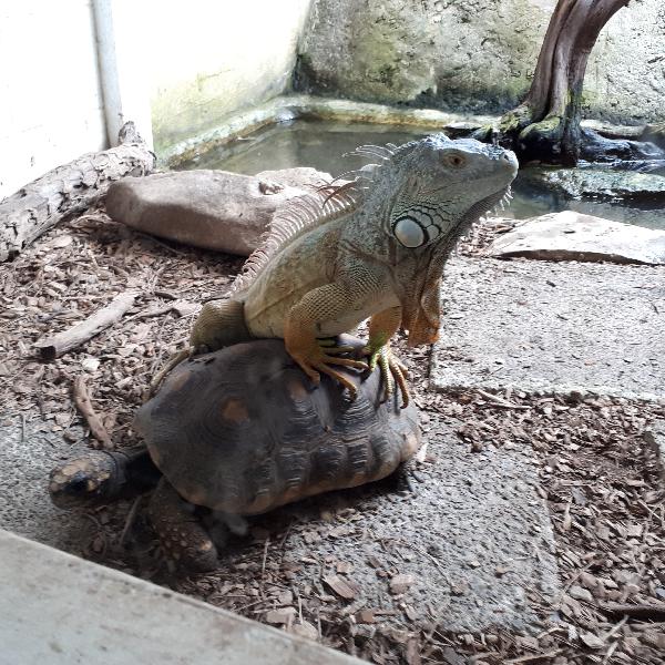Iguana riding a tortoise 