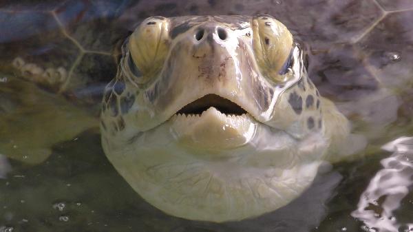 Turtle coming up for breath!!