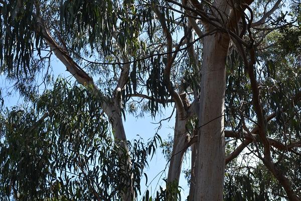 Spot the wild Koala