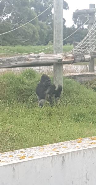 Gorilla's are INCREDIBLE 