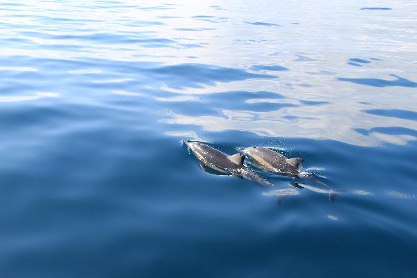 Magical Dolphins 