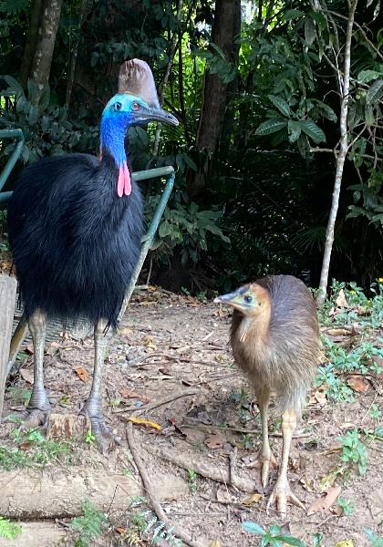 Unforgettable experience in Kuranda