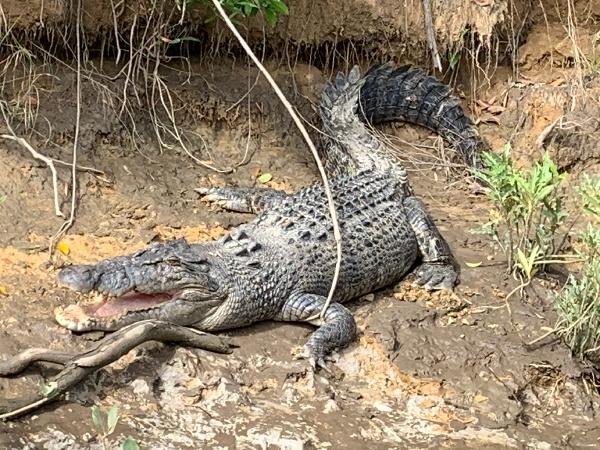 Bruce Belcher's Daintree River Cruise - Epic deals and last minute ...