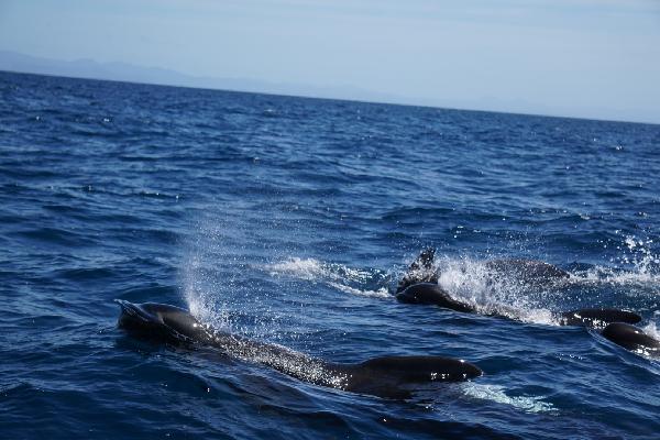 Orca Wild Adventures - Dolphin Swimming - Epic deals and last minute ...