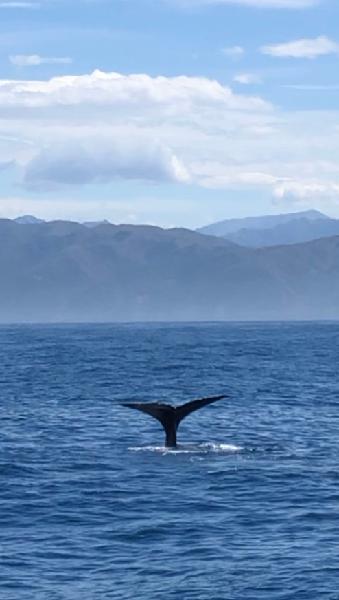 Beautiful Kaikoura