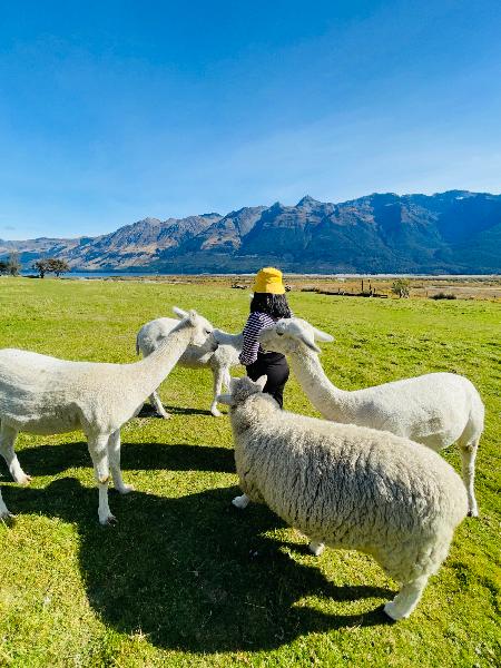 Friendly animals all througout