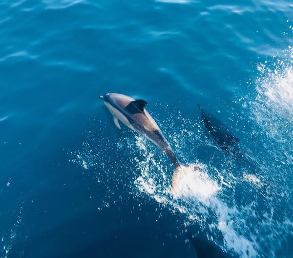 Amazing dolphin safari 