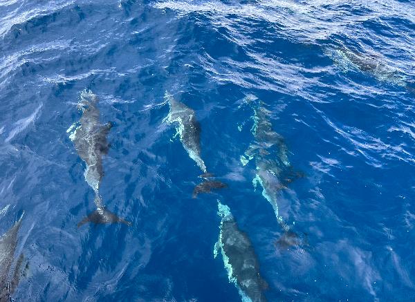 Dolphines;) dolphines