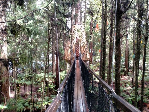 Redwood Tree Walk