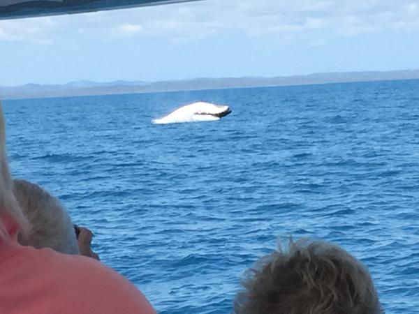 Best Whale Watching Experience in Harvey Bay
