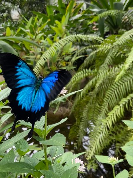 Unforgettable experience in Kuranda