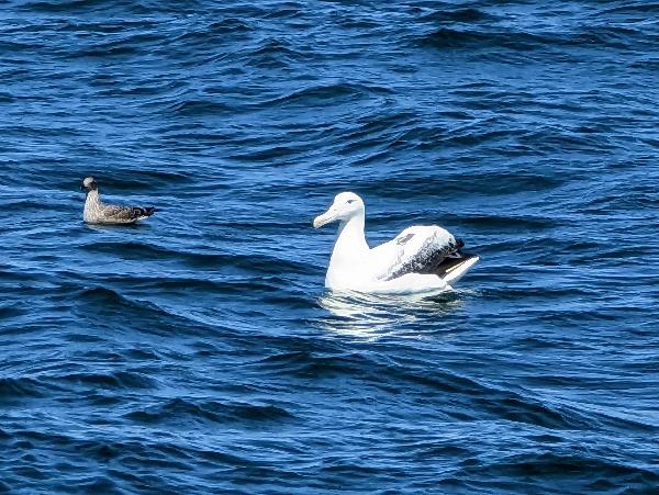 Superb trip: albatross, penguin, seal and petrel