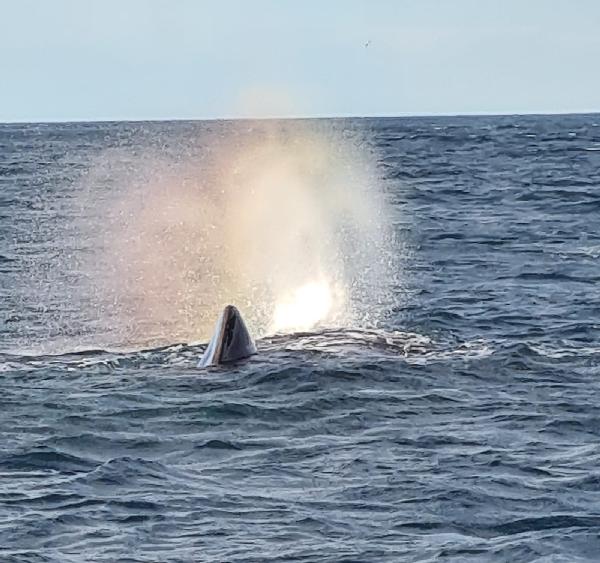 Whale Watch Kaikoura - Epic deals and last minute discounts