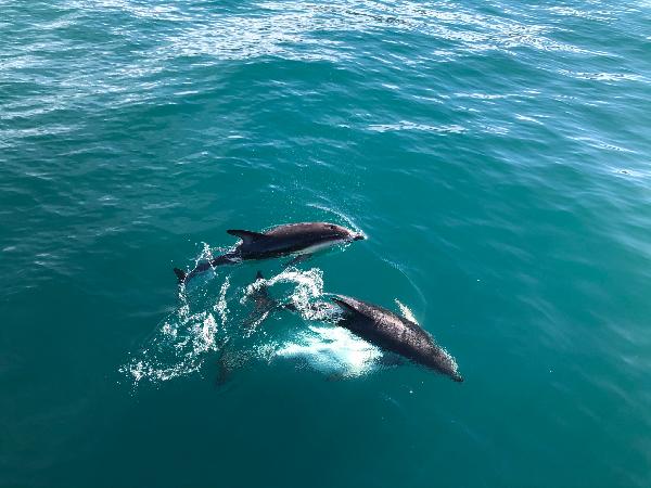 Dolphin Encounter 