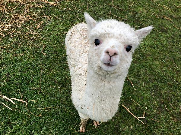 Cuddly Alpacas worth a visit to Akaroa for