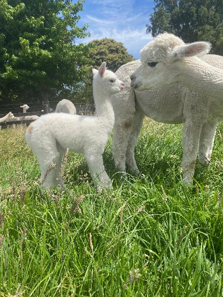 Farm Tour