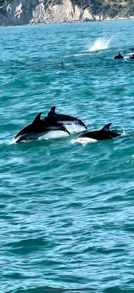 Kaikoura Dolphin Encounter