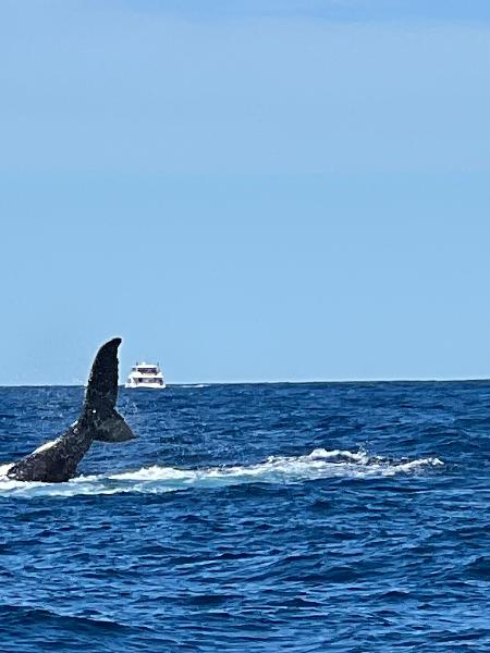 Sydney Whale Watching. Whale Tales