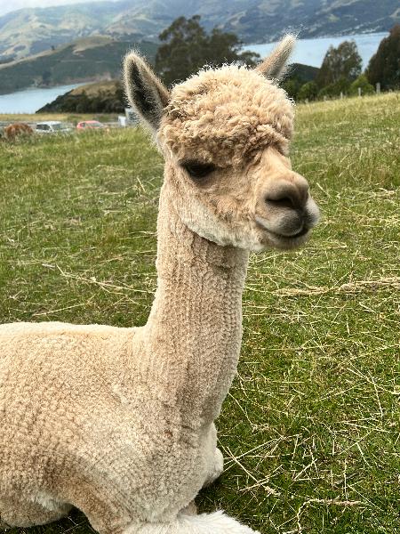 Awesome alpaca experience 