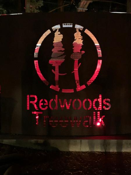 Redwoods by night 