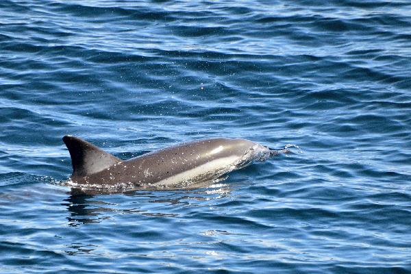 Tikapa Moana - Whale & Dolphin Wildlife Cruise - Epic Deals And Last 