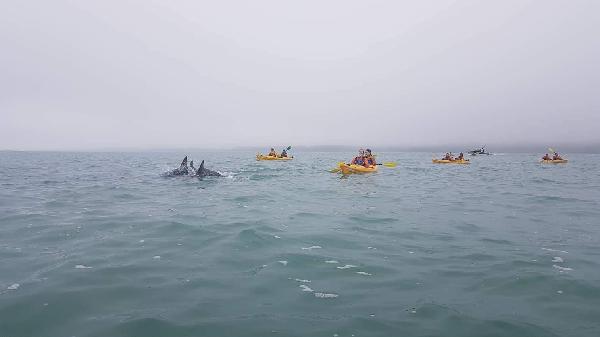 Paddling through a pod of Dusky Dolphins