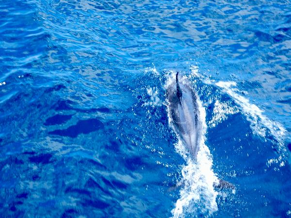 A nice day out in the Hauraki Gulf