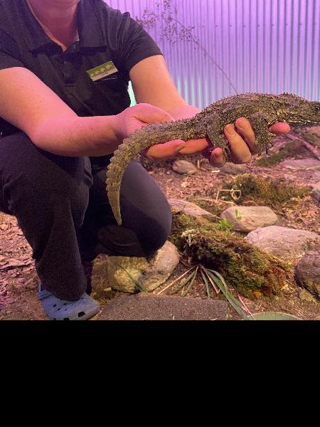 Come for the kiwi, stay for the tuatara!