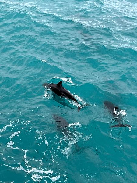 Whale Watch Kaikoura - Epic deals and last minute discounts
