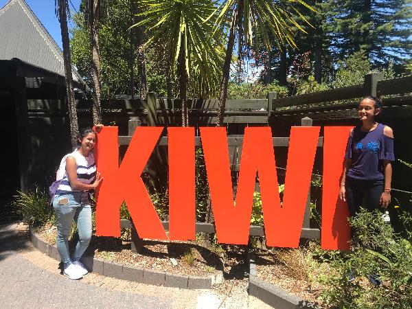 Kiwi birds