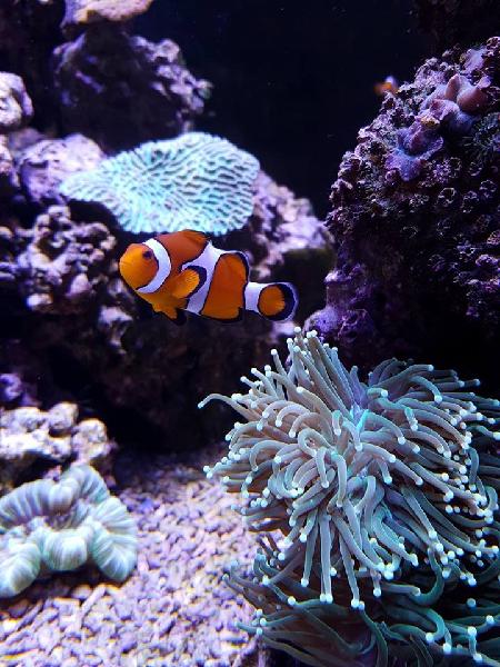 Finding Nemo at Kelly Tartons