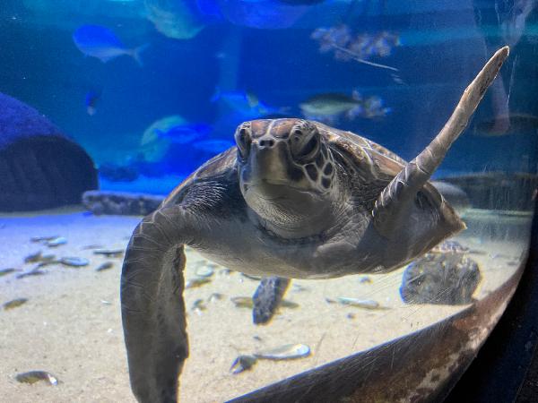 SEA LIFE Kelly Tarltons Aquarium - Epic deals and last minute discounts