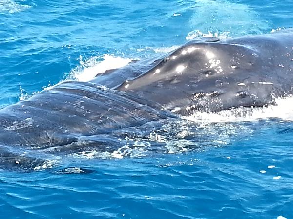 Excellent 3 Hour Whale Watching Tour, Hervey Bay
