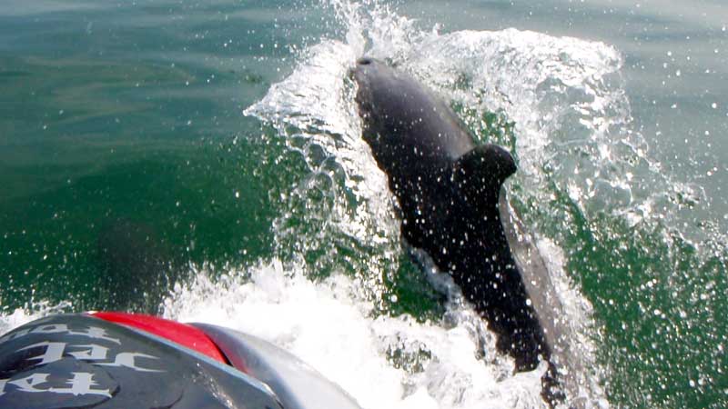 Come and play in the stunning Bay of Islands and explore its turquoise waters, lagoons, coves, beaches and harbours on your very own jet ski. This can be an adrenaline pumping adventure or peaceful and relaxing - You decide!