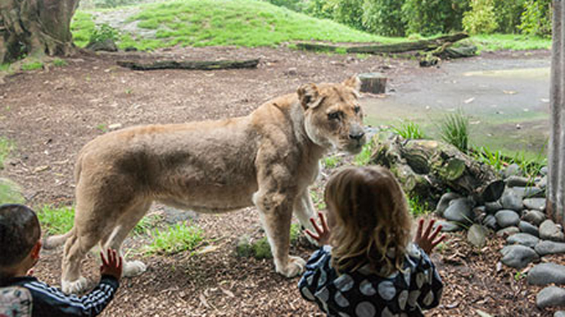 Auckland Zoo - Lion Experience for 2 - Epic deals and last minute discounts