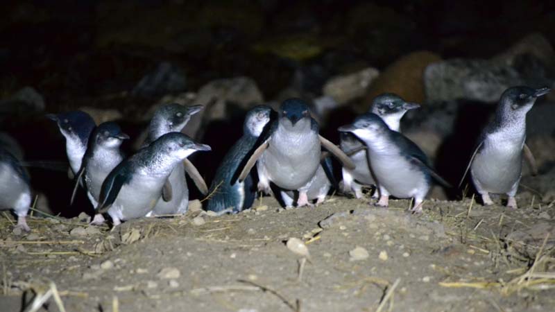 Little or Blue penguin - West Coast Penguin Trust
