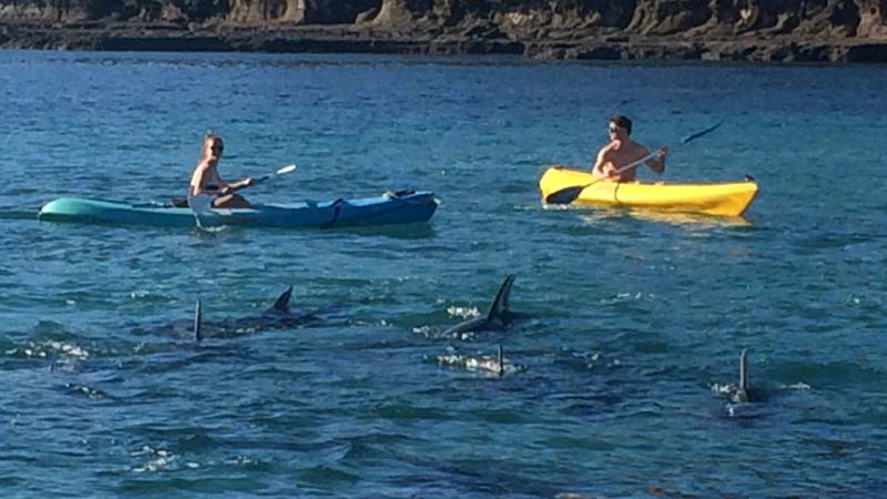 Goat Island NZ - 1 Hour Single or Double Kayak Hire - Epic deals and last  minute discounts